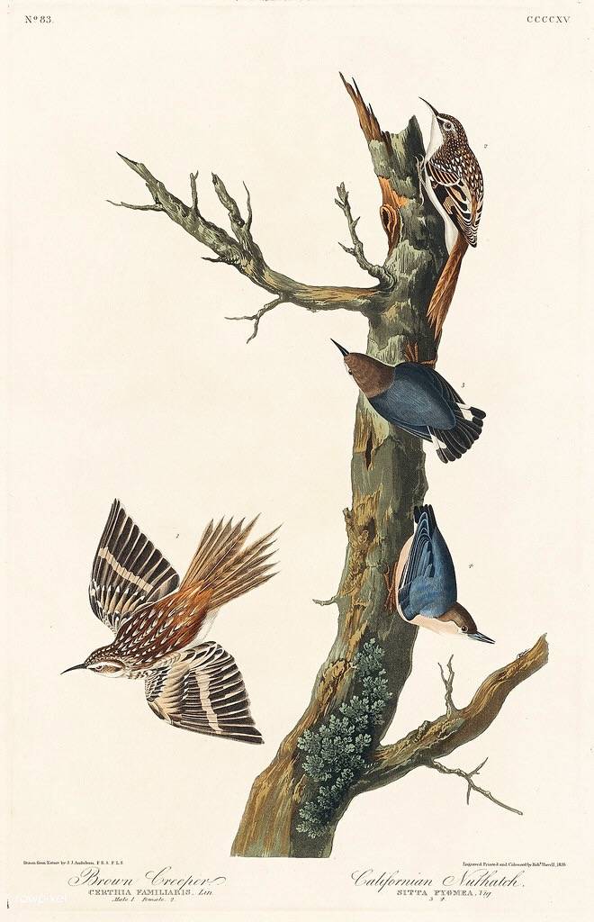 Brown Creeper and Californian Nuthatch from Birds of America (1827) by John James Audubon (1785 - 1851), etched by Robert Havell (1793 - 1878). by Free Public Domain Illustrations by rawpixel is licensed under CC BY 2.0.